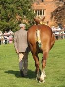 Image 4 in SUFFOLK  HORSE  SPECTACULAR.  SUPREME CHAMPIONSHIP