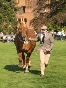 Image 5 in SUFFOLK  HORSE  SPECTACULAR.  SUPREME CHAMPIONSHIP