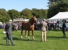 Image 6 in SUFFOLK  HORSE  SPECTACULAR.  SUPREME CHAMPIONSHIP