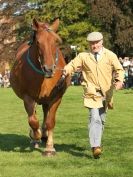 Image 8 in SUFFOLK  HORSE  SPECTACULAR.  SUPREME CHAMPIONSHIP