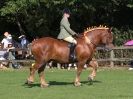 Image 1 in SUFFOLK HORSE SPECTACULAR. ( RIDDEN CLASS )