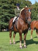 Image 11 in SUFFOLK HORSE SPECTACULAR. ( RIDDEN CLASS )