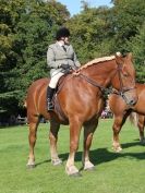 Image 12 in SUFFOLK HORSE SPECTACULAR. ( RIDDEN CLASS )