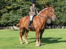 Image 14 in SUFFOLK HORSE SPECTACULAR. ( RIDDEN CLASS )