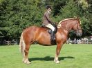 Image 16 in SUFFOLK HORSE SPECTACULAR. ( RIDDEN CLASS )