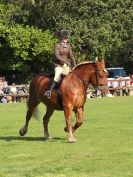 Image 17 in SUFFOLK HORSE SPECTACULAR. ( RIDDEN CLASS )