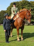 Image 18 in SUFFOLK HORSE SPECTACULAR. ( RIDDEN CLASS )