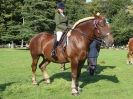 Image 19 in SUFFOLK HORSE SPECTACULAR. ( RIDDEN CLASS )