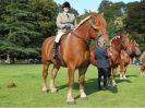 Image 21 in SUFFOLK HORSE SPECTACULAR. ( RIDDEN CLASS )