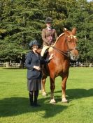 Image 23 in SUFFOLK HORSE SPECTACULAR. ( RIDDEN CLASS )