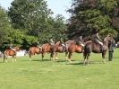 Image 7 in SUFFOLK HORSE SPECTACULAR. ( RIDDEN CLASS )