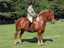 Image 8 in SUFFOLK HORSE SPECTACULAR. ( RIDDEN CLASS )