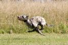 Image 11 in LURCHERS. SANDRINGHAM 2012 ( OVERS AND ROUGH COATS ) TIMED RUNS