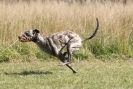 Image 12 in LURCHERS.  SANDRINGHAM 2012 ( OVERS AND ROUGH COATS ) TIMED RUNS