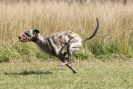 Image 12 in LURCHERS. SANDRINGHAM 2012 ( OVERS AND ROUGH COATS ) TIMED RUNS