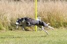 Image 13 in LURCHERS. SANDRINGHAM 2012 ( OVERS AND ROUGH COATS ) TIMED RUNS