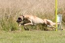Image 14 in LURCHERS. SANDRINGHAM 2012 ( OVERS AND ROUGH COATS ) TIMED RUNS