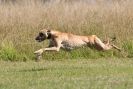 Image 15 in LURCHERS. SANDRINGHAM 2012 ( OVERS AND ROUGH COATS ) TIMED RUNS