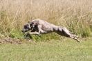 Image 16 in LURCHERS.  SANDRINGHAM 2012 ( OVERS AND ROUGH COATS ) TIMED RUNS