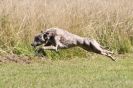 Image 16 in LURCHERS. SANDRINGHAM 2012 ( OVERS AND ROUGH COATS ) TIMED RUNS