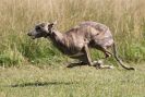 Image 17 in LURCHERS.  SANDRINGHAM 2012 ( OVERS AND ROUGH COATS ) TIMED RUNS