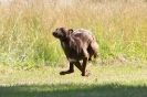 Image 18 in LURCHERS. SANDRINGHAM 2012 ( OVERS AND ROUGH COATS ) TIMED RUNS