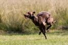 Image 19 in LURCHERS. SANDRINGHAM 2012 ( OVERS AND ROUGH COATS ) TIMED RUNS