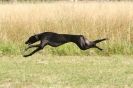 Image 2 in LURCHERS. SANDRINGHAM 2012 ( OVERS AND ROUGH COATS ) TIMED RUNS