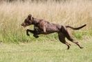 Image 20 in LURCHERS. SANDRINGHAM 2012 ( OVERS AND ROUGH COATS ) TIMED RUNS