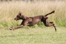 Image 21 in LURCHERS.  SANDRINGHAM 2012 ( OVERS AND ROUGH COATS ) TIMED RUNS