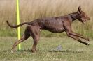 Image 22 in LURCHERS. SANDRINGHAM 2012 ( OVERS AND ROUGH COATS ) TIMED RUNS