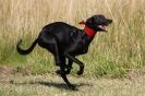 Image 23 in LURCHERS. SANDRINGHAM 2012 ( OVERS AND ROUGH COATS ) TIMED RUNS