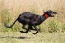 Image 24 in LURCHERS. SANDRINGHAM 2012 ( OVERS AND ROUGH COATS ) TIMED RUNS
