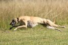 Image 25 in LURCHERS.  SANDRINGHAM 2012 ( OVERS AND ROUGH COATS ) TIMED RUNS