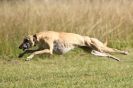 Image 25 in LURCHERS. SANDRINGHAM 2012 ( OVERS AND ROUGH COATS ) TIMED RUNS