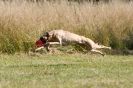 Image 26 in LURCHERS. SANDRINGHAM 2012 ( OVERS AND ROUGH COATS ) TIMED RUNS
