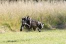 Image 27 in LURCHERS. SANDRINGHAM 2012 ( OVERS AND ROUGH COATS ) TIMED RUNS