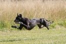 Image 28 in LURCHERS.  SANDRINGHAM 2012 ( OVERS AND ROUGH COATS ) TIMED RUNS