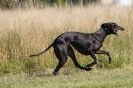 Image 29 in LURCHERS. SANDRINGHAM 2012 ( OVERS AND ROUGH COATS ) TIMED RUNS
