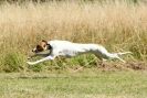 Image 3 in LURCHERS. SANDRINGHAM 2012 ( OVERS AND ROUGH COATS ) TIMED RUNS