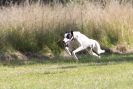 Image 30 in LURCHERS.  SANDRINGHAM 2012 ( OVERS AND ROUGH COATS ) TIMED RUNS