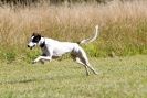 Image 31 in LURCHERS. SANDRINGHAM 2012 ( OVERS AND ROUGH COATS ) TIMED RUNS