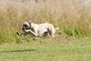 Image 32 in LURCHERS. SANDRINGHAM 2012 ( OVERS AND ROUGH COATS ) TIMED RUNS