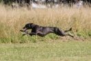 Image 33 in LURCHERS. SANDRINGHAM 2012 ( OVERS AND ROUGH COATS ) TIMED RUNS
