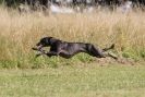 Image 33 in LURCHERS.  SANDRINGHAM 2012 ( OVERS AND ROUGH COATS ) TIMED RUNS