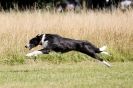 Image 35 in LURCHERS.  SANDRINGHAM 2012 ( OVERS AND ROUGH COATS ) TIMED RUNS