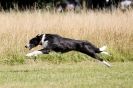 Image 35 in LURCHERS. SANDRINGHAM 2012 ( OVERS AND ROUGH COATS ) TIMED RUNS