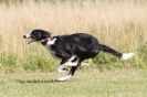 Image 36 in LURCHERS.  SANDRINGHAM 2012 ( OVERS AND ROUGH COATS ) TIMED RUNS