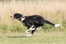 Image 36 in LURCHERS. SANDRINGHAM 2012 ( OVERS AND ROUGH COATS ) TIMED RUNS