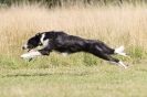Image 37 in LURCHERS. SANDRINGHAM 2012 ( OVERS AND ROUGH COATS ) TIMED RUNS
